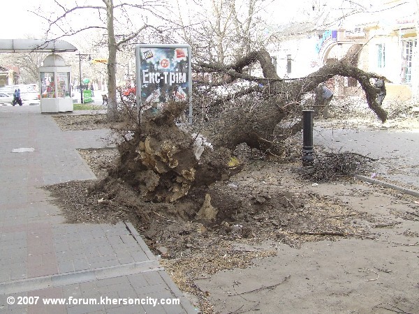 Упавшее дерево на ул.Суворова