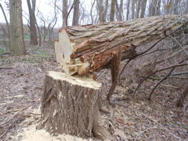 По факту вырубки акаций в Каланчаке открыто уголовное производство