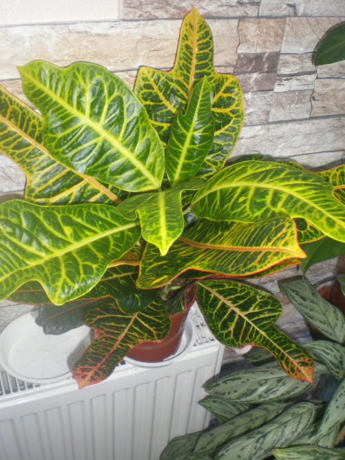 P9251602.JPG