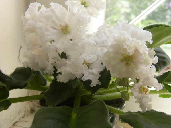 Белая лилия