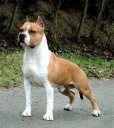Ch. Royal Court's Tipit z Calvin