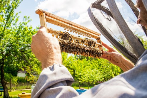 Пчеловод на пасеке с пчелиными матками
