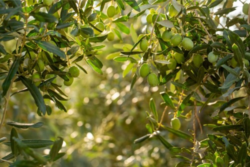 Плоди оливок на оливковому дереві