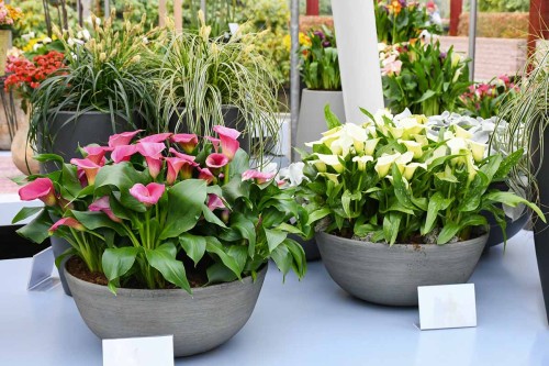 Zantedeschia1.jpg