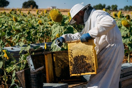 beekeeper-working.jpg