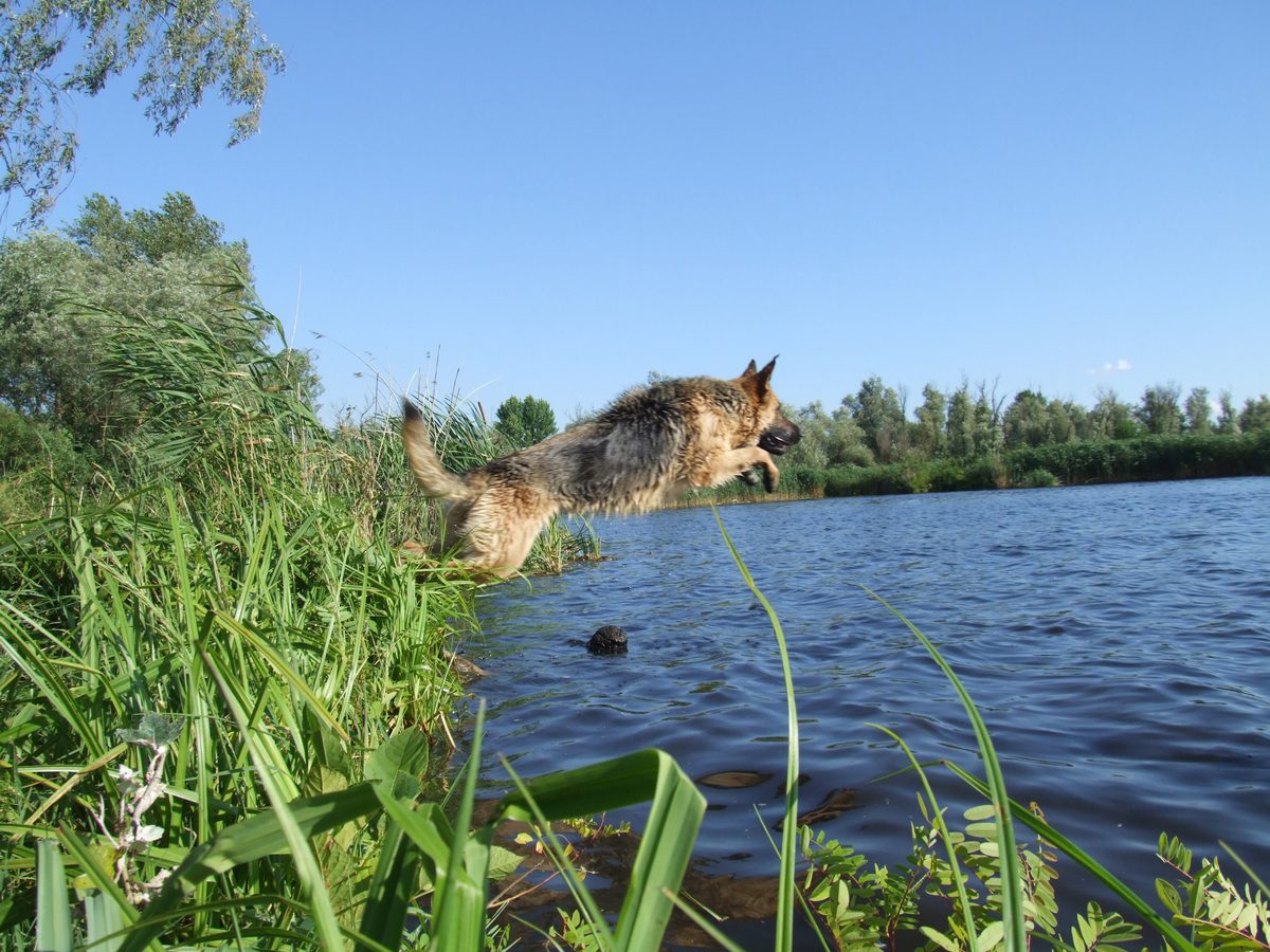 Мать семейства - Chkoda