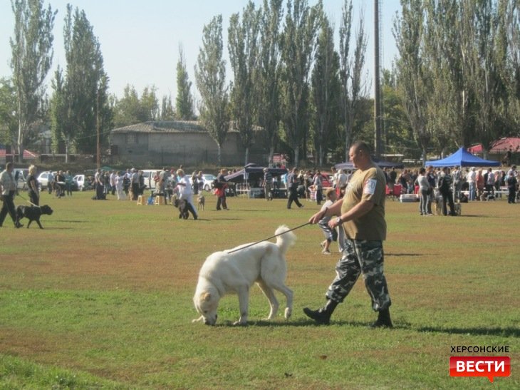 Национальная выставка собак на стадионе «Старт»