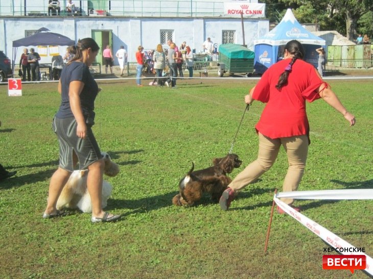 Национальная выставка собак на стадионе «Старт»
