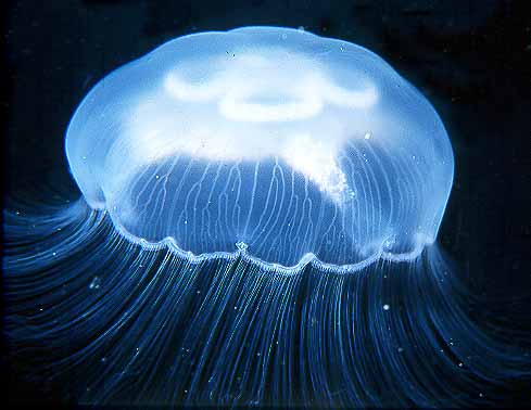 медузы и крабы.jpg