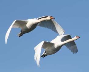 1 апреля отмечают Международный день птиц