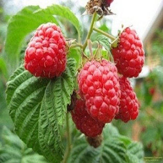 Саженцы плодово-ягодных кустов от 16 грн