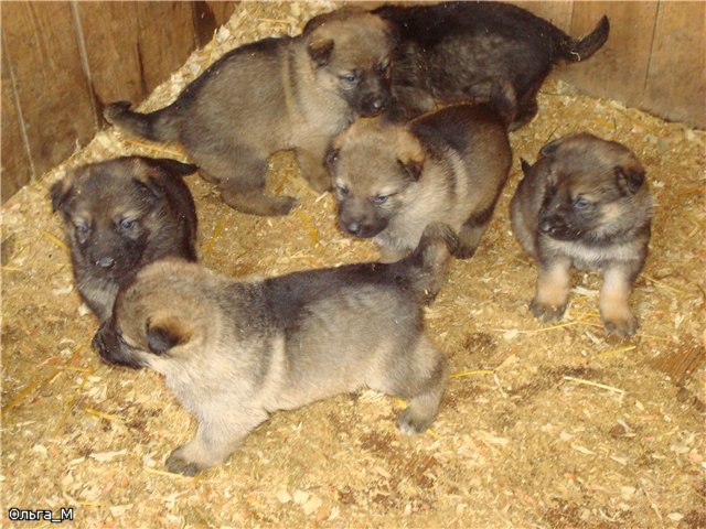 Щенки немецкой овчарки